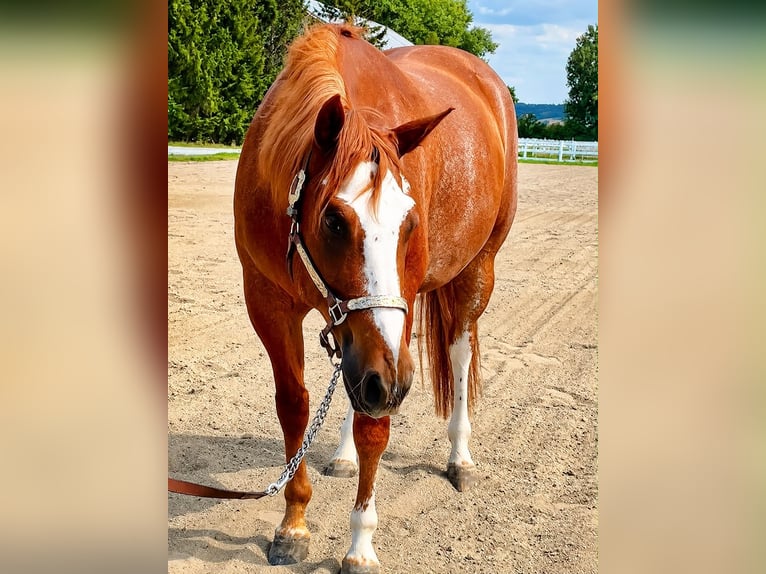 American Quarter Horse Ruin 4 Jaar 159 cm Rabicano in Moosthenning