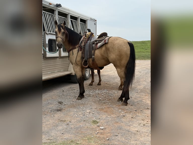 American Quarter Horse Ruin 4 Jaar 160 cm Buckskin in Crescent