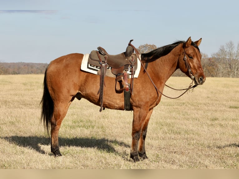 American Quarter Horse Ruin 4 Jaar 160 cm Falbe in Crab Orchard