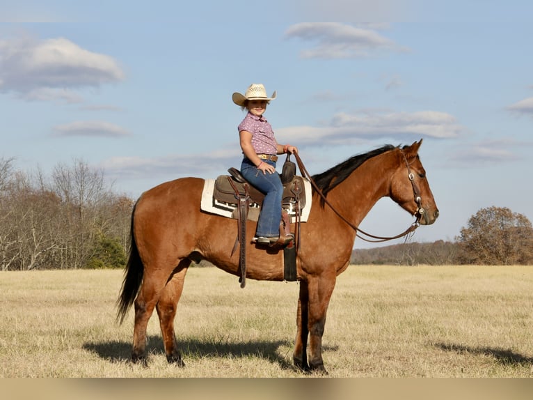 American Quarter Horse Ruin 4 Jaar 160 cm Falbe in Crab Orchard