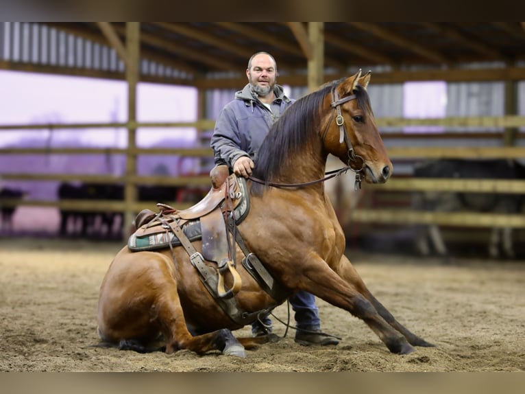 American Quarter Horse Ruin 4 Jaar 160 cm Falbe in Crab Orchard
