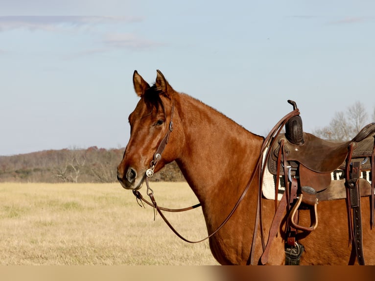 American Quarter Horse Ruin 4 Jaar 160 cm Falbe in Crab Orchard