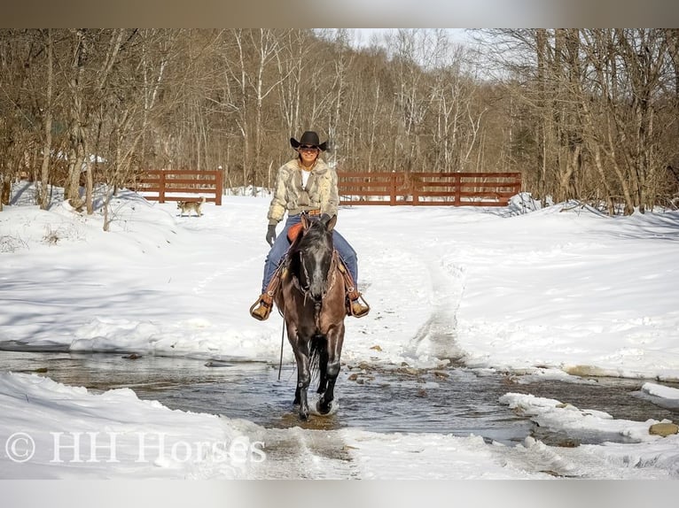 American Quarter Horse Ruin 4 Jaar 160 cm Grullo in FLEMINGSBURG, KY