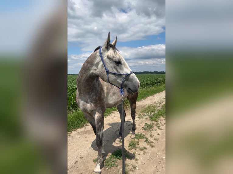 American Quarter Horse Ruin 4 Jaar 160 cm kan schimmel zijn in Deggendorf