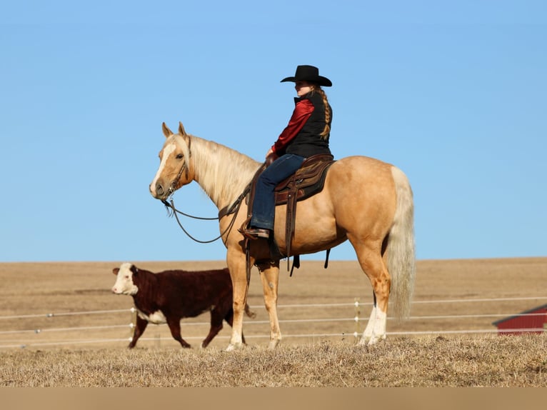 American Quarter Horse Ruin 4 Jaar 160 cm Palomino in Clarion, PA