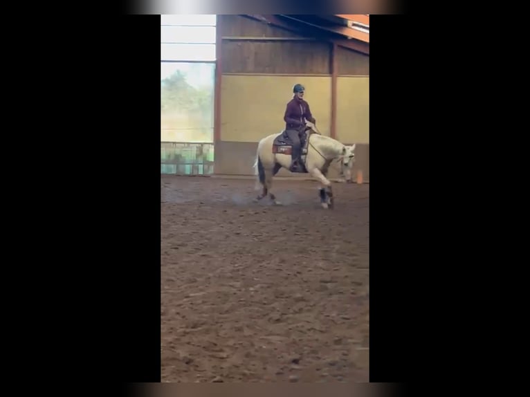 American Quarter Horse Ruin 4 Jaar 160 cm Palomino in Hengelo