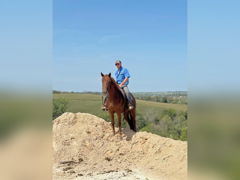 American Quarter Horse Ruin 4 Jaar 163 cm Donkere-vos in Van Horne IA