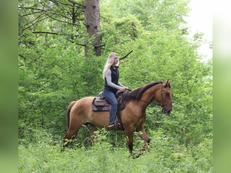 American Quarter Horse Ruin 4 Jaar 163 cm Falbe in Howell