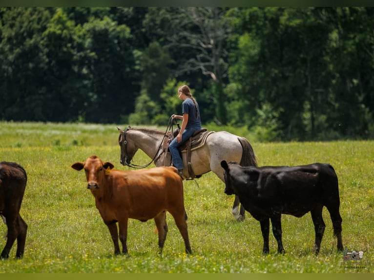 American Quarter Horse Ruin 4 Jaar 163 cm Grullo in Auburn