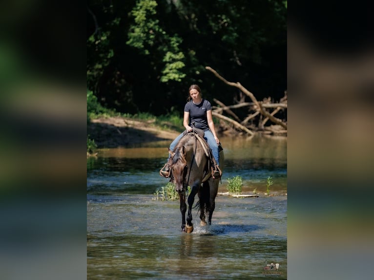 American Quarter Horse Ruin 4 Jaar 163 cm Grullo in Auburn