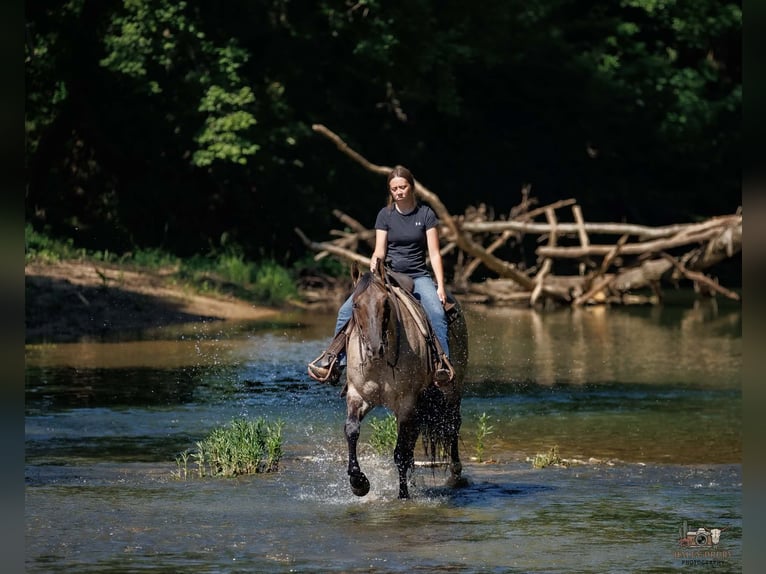 American Quarter Horse Ruin 4 Jaar 163 cm Grullo in Auburn