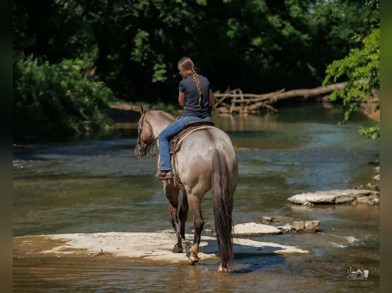 American Quarter Horse Ruin 4 Jaar 163 cm Grullo in Auburn