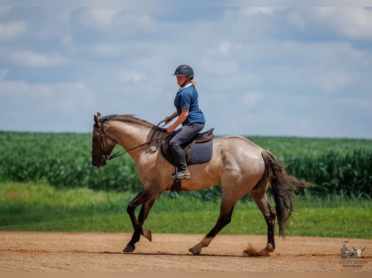American Quarter Horse Ruin 4 Jaar 163 cm Grullo in Auburn