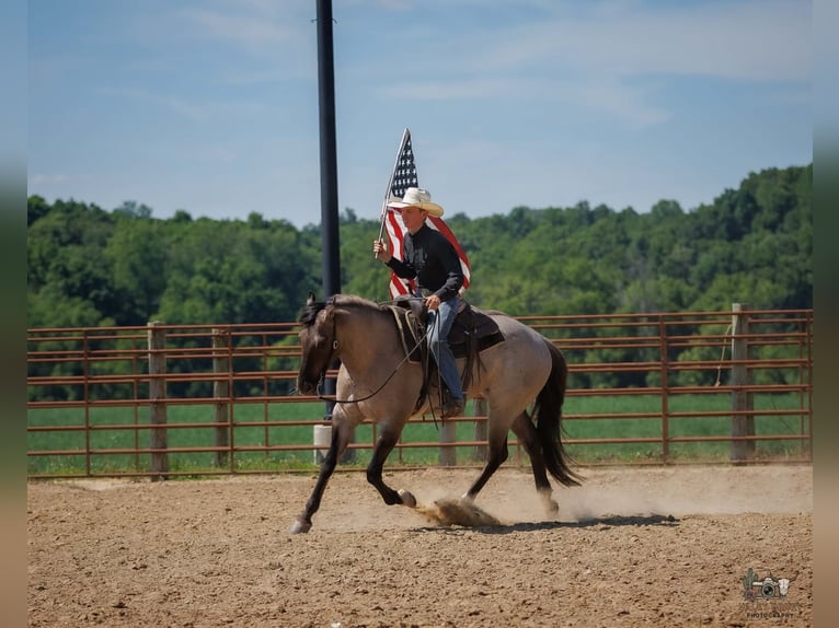 American Quarter Horse Ruin 4 Jaar 163 cm Grullo in Auburn