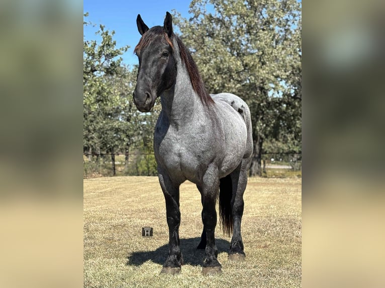 American Quarter Horse Ruin 4 Jaar 163 cm Roan-Blue in JAcksboro TX