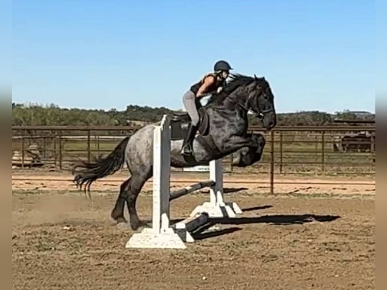 American Quarter Horse Ruin 4 Jaar 163 cm Roan-Blue in JAcksboro TX