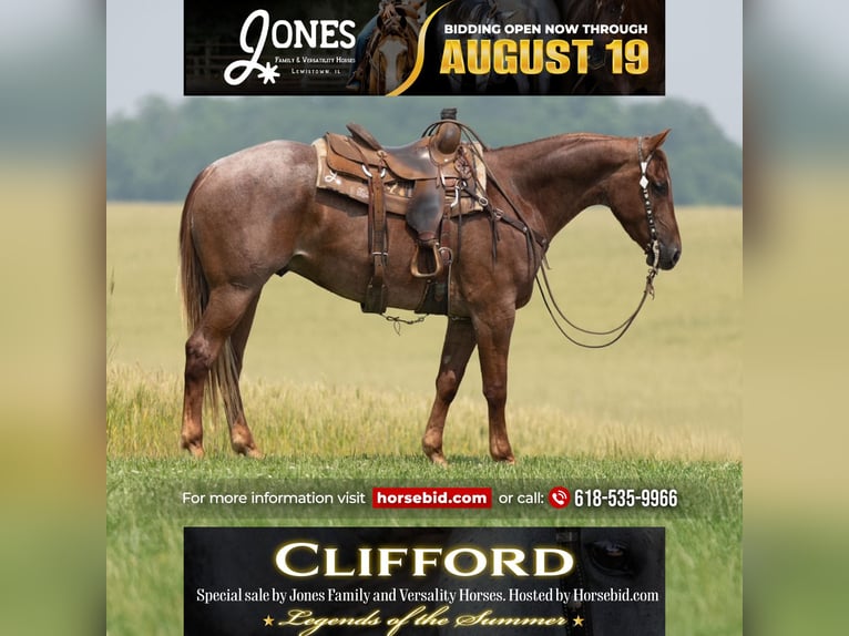 American Quarter Horse Ruin 4 Jaar 163 cm Roan-Red in Lewistown
