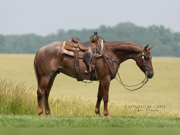 American Quarter Horse Ruin 4 Jaar 163 cm Roan-Red in Lewistown