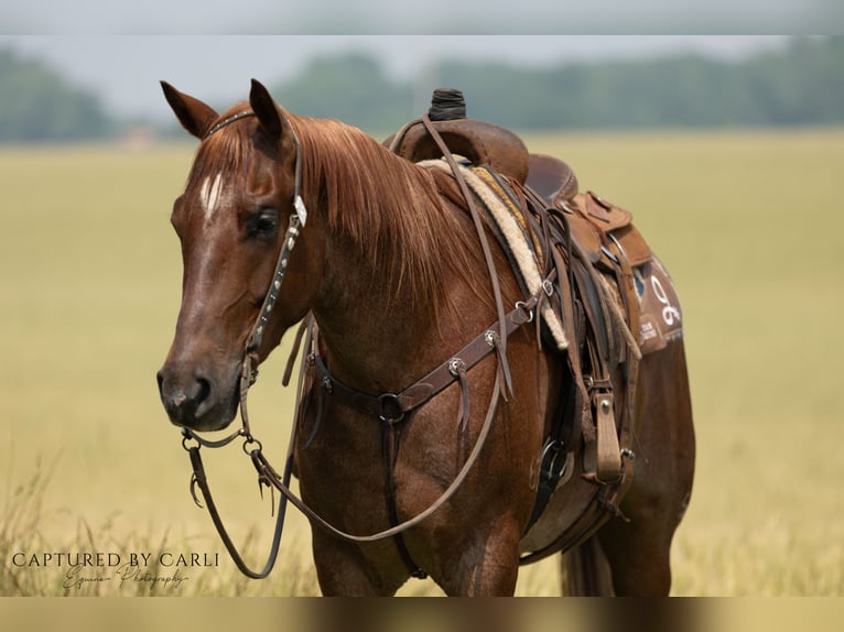 American Quarter Horse Ruin 4 Jaar 163 cm Roan-Red in Lewistown