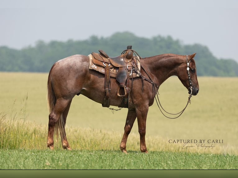 American Quarter Horse Ruin 4 Jaar 163 cm Roan-Red in Lewistown