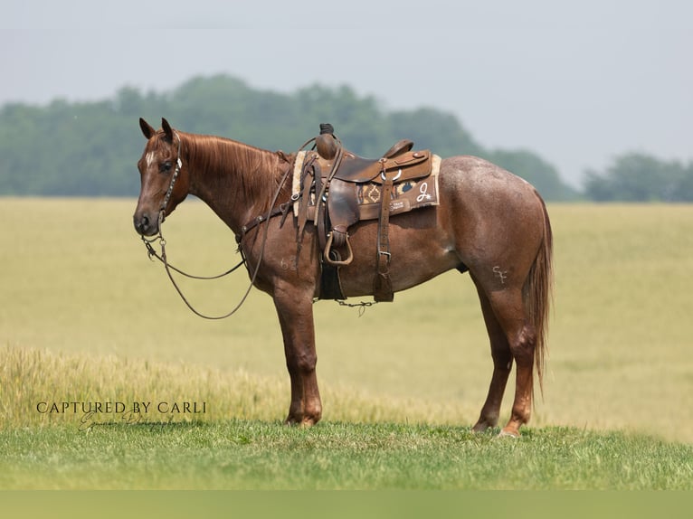 American Quarter Horse Ruin 4 Jaar 163 cm Roan-Red in Lewistown