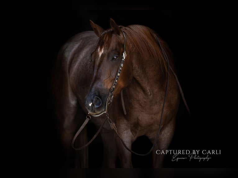 American Quarter Horse Ruin 4 Jaar 163 cm Roan-Red in Lewistown