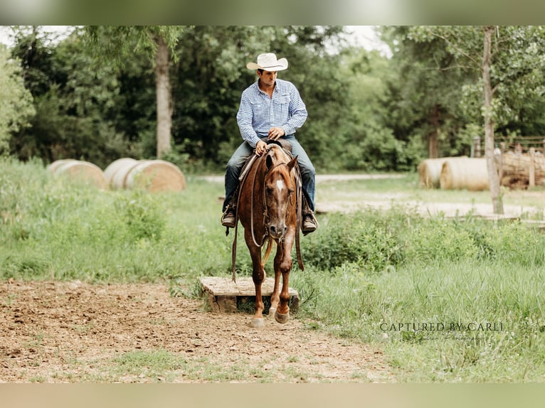 American Quarter Horse Ruin 4 Jaar 163 cm Roan-Red in Lewistown