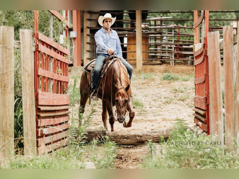 American Quarter Horse Ruin 4 Jaar 163 cm Roan-Red in Lewistown