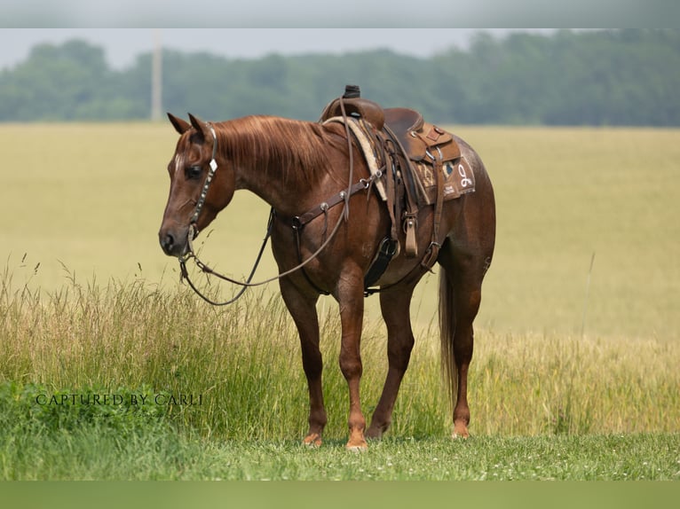 American Quarter Horse Ruin 4 Jaar 163 cm Roan-Red in Lewistown
