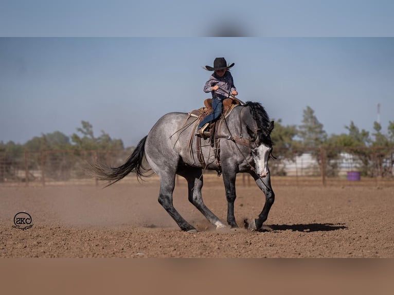 American Quarter Horse Ruin 4 Jaar 163 cm Schimmel in Canyon, TX