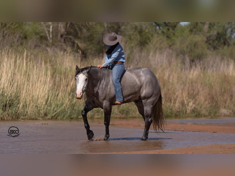 American Quarter Horse Ruin 4 Jaar 163 cm Schimmel in Canyon, TX