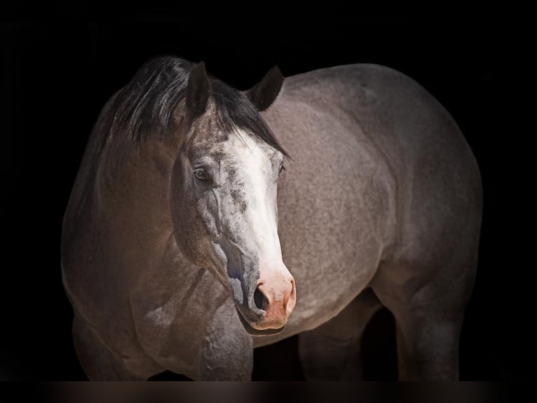 American Quarter Horse Ruin 4 Jaar 163 cm Schimmel in Canyon, TX