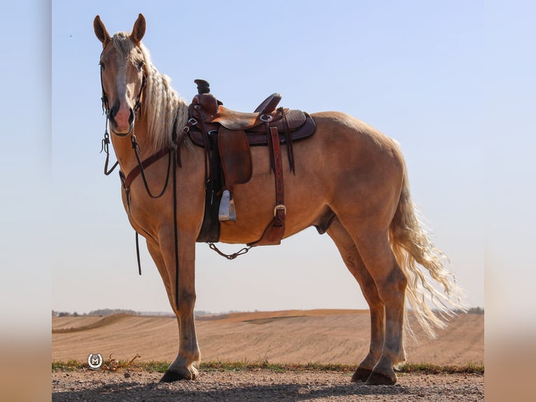 American Quarter Horse Ruin 4 Jaar 165 cm Palomino in Windom Mn