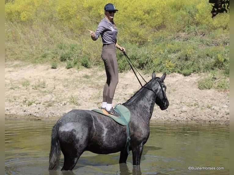 American Quarter Horse Ruin 4 Jaar 165 cm Schimmel in Weatherford TX