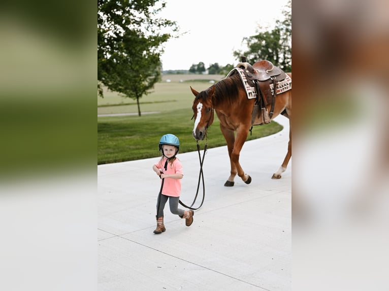 American Quarter Horse Ruin 4 Jaar 168 cm Falbe in Dalton, OH