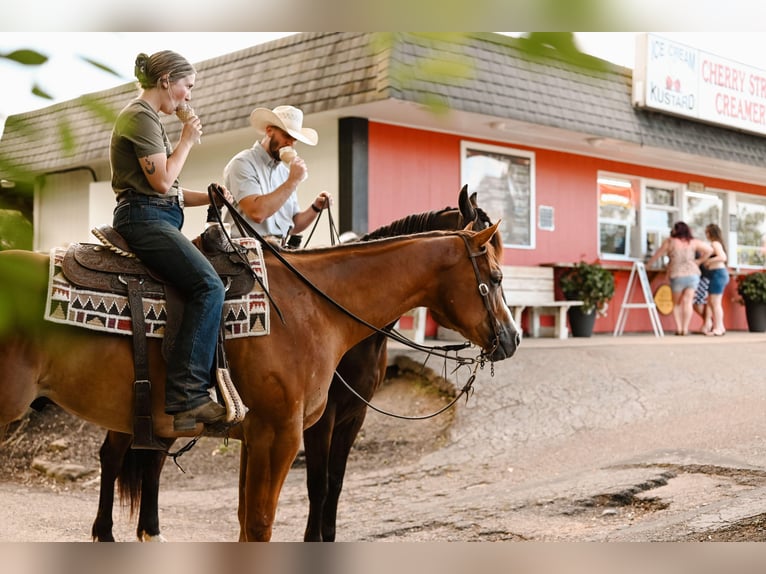 American Quarter Horse Ruin 4 Jaar 168 cm Falbe in Dalton, OH