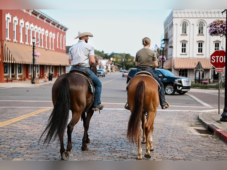 American Quarter Horse Ruin 4 Jaar 168 cm Falbe in Dalton, OH