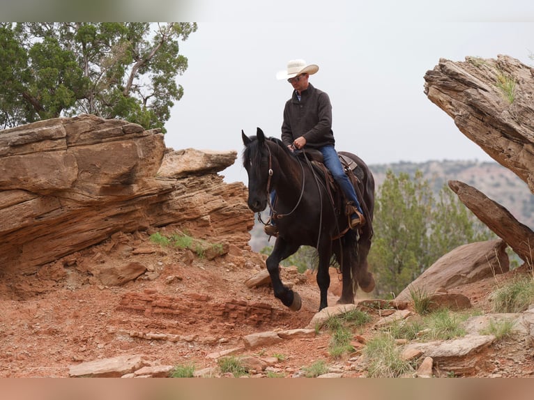 American Quarter Horse Ruin 4 Jaar 168 cm Zwart in Canyon TX