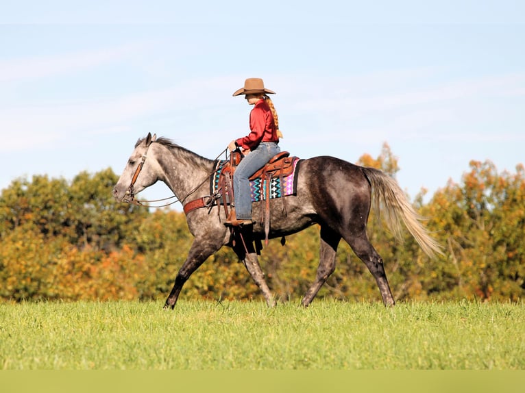 American Quarter Horse Ruin 4 Jaar Appelschimmel in Clarion
