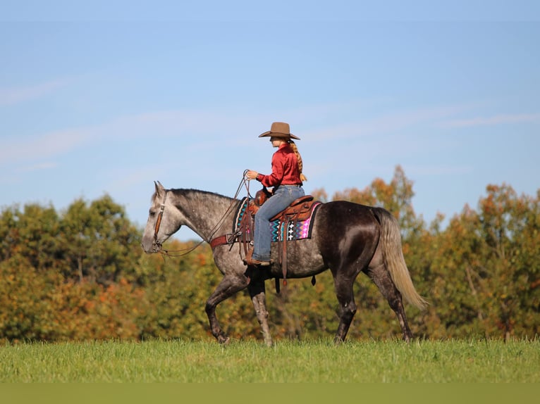 American Quarter Horse Ruin 4 Jaar Appelschimmel in Clarion