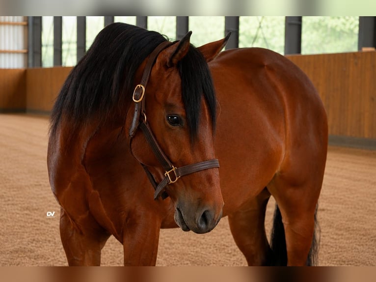 American Quarter Horse Ruin 4 Jaar Bruin in Walsdorf