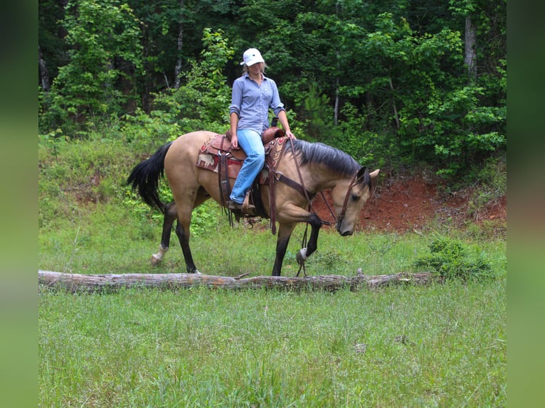 American Quarter Horse Ruin 4 Jaar Buckskin in Rusk