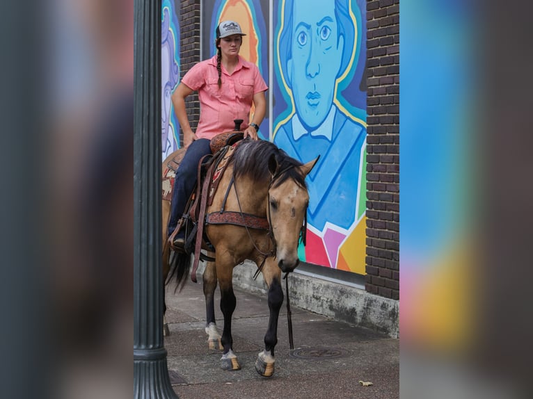 American Quarter Horse Ruin 4 Jaar Buckskin in Rusk