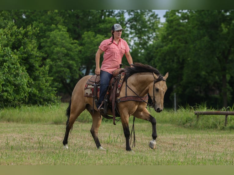 American Quarter Horse Ruin 4 Jaar Buckskin in Rusk