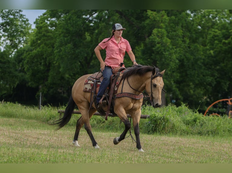 American Quarter Horse Ruin 4 Jaar Buckskin in Rusk