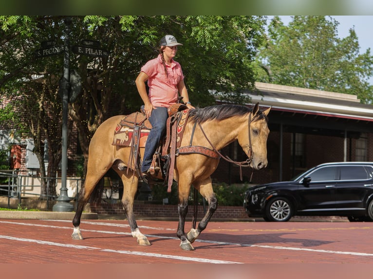 American Quarter Horse Ruin 4 Jaar Buckskin in Rusk