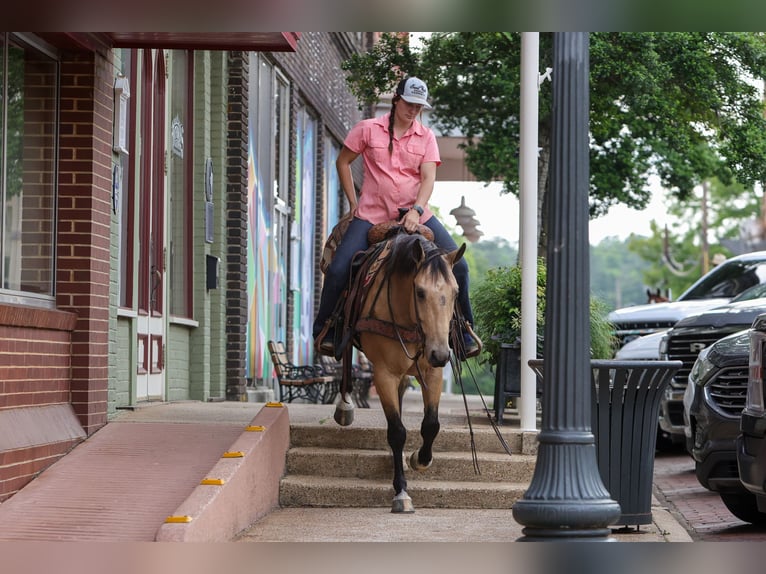 American Quarter Horse Ruin 4 Jaar Buckskin in Rusk