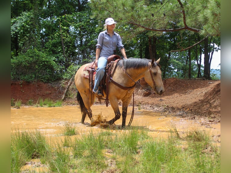 American Quarter Horse Ruin 4 Jaar Buckskin in Rusk