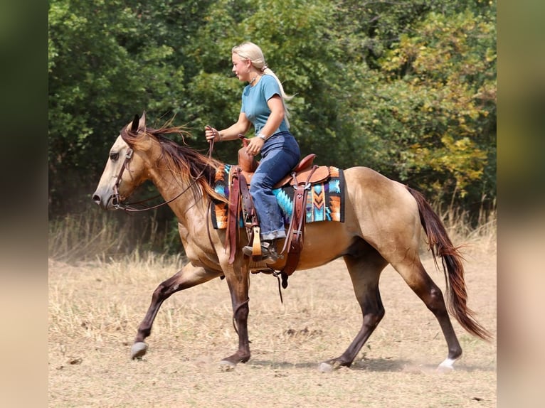 American Quarter Horse Ruin 4 Jaar Buckskin in Mineral Wells