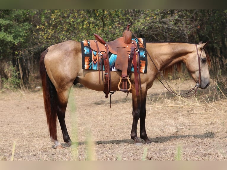 American Quarter Horse Ruin 4 Jaar Buckskin in Mineral Wells